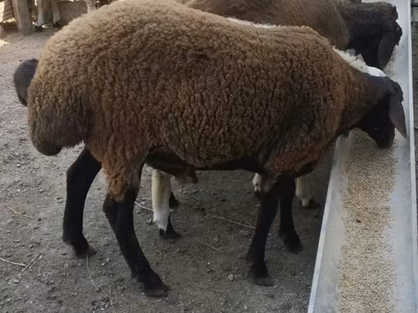 Qoç, Blackheaded Persian sheep