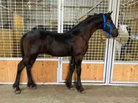 Kůň, Dutch warmblood horse — foto 3