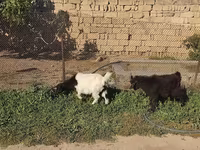 Keçilər (partiya, cinsi göstərilməyib), Keçilər — foto 3