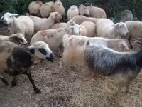 Sheep, Sheep — photo 2