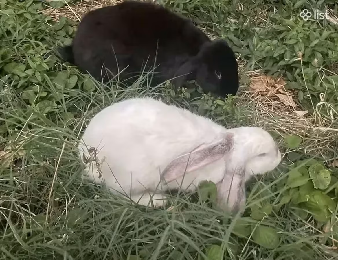 Овца, Бараны