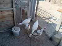 Turkeys — Foto 2