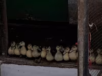 Ducks — photo 2