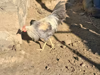 Leghorn — foto 5