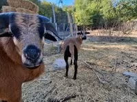 Ovce, Cameroon sheep — foto 4