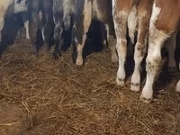 Buğa, Simmental cattle — foto 3