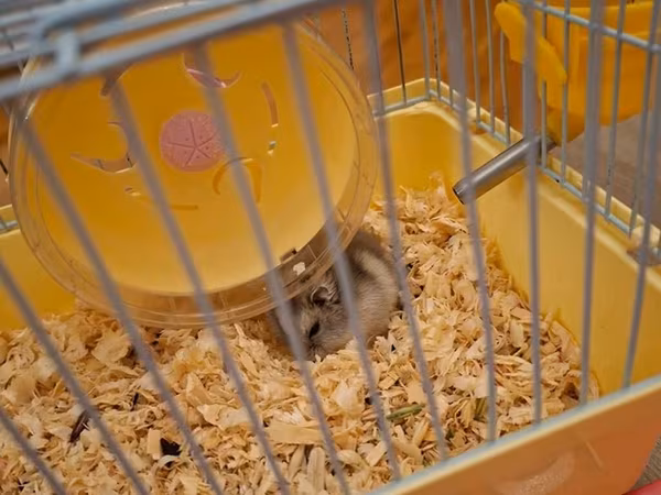 Hamster üçün qəfəs dəsti usdunde qabi ve otu hediyye reral aliciya