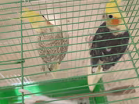 Məhsul: Nimfa paxuxa (cockatiel) cütü və qəfəs Təsvir: - İki ədəd — 照片 3