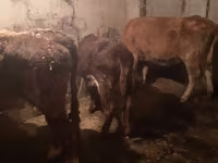 Cow, Cattle — photo 4