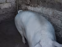 Ana donuz, Donuzlar — foto 4