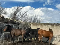 Mare, Horses — photo 1