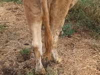 Krava, Swiss cattle — foto 8