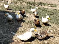 Ducks — photo 4