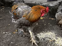 Brahma — foto 1