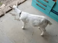 Keçi, Saanen goat — foto 3