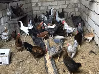 Chickens — zdjęcie 3