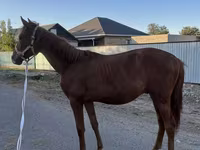 Kůň, Arabian horse — foto 1