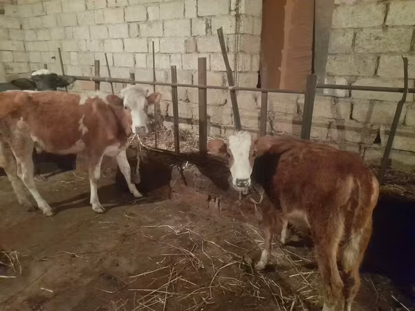 İnək, Simmental cattle