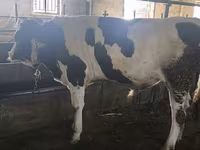 Býk, Simmental cattle — foto 7