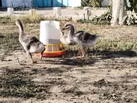 Geese — 照片 2