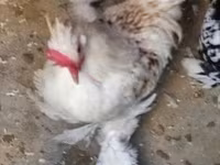 Chickens — zdjęcie 3