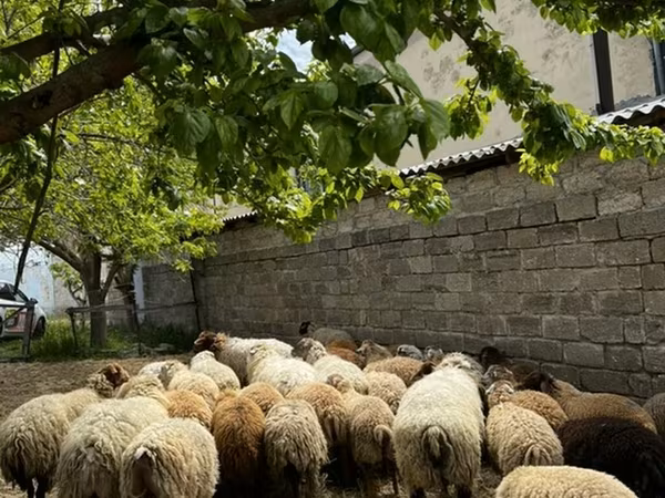 Sheep (batch, sex not specified), Sheep — Azerbaijan