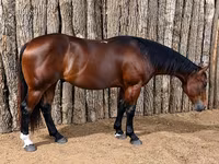Cavalo, Quarter Horse — foto 2