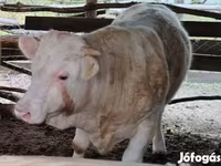 Bulle, Simmental cattle — Foto 3