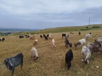 Goat, Goats — photo 6