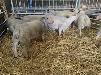Qoyun, Charollais sheep — foto 5