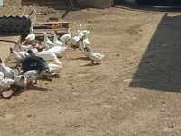 Ducks — foto 3