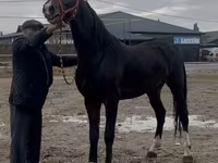 Koń, Orlov Trotter — zdjęcie 5