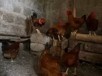 Chickens — الصورة 4