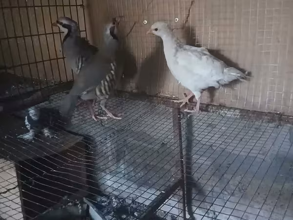 Weiß