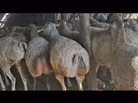 Sheep, Sheep — photo 3