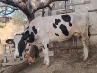 Cow, Holstein breed — photo 8