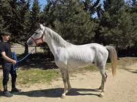 Horse (M), Karabakh horse — photo 2