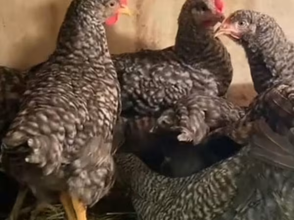 Slovenian Barred Hen — Azerbaijan