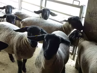 Qoyun, White Suffolk sheep — foto 4