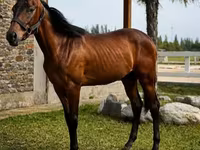 حصان, Anglo-Arabian — الصورة 2