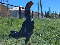 Chickens — Foto 4