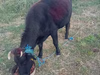 Sheep (batch, sex not specified), Sheep — photo 1