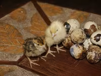 टेक्सास ए एंड एम — फ़ोटो 4
