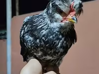 Chickens — Foto 3