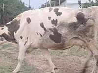 İnək, Russian Black pied cattle — foto 6