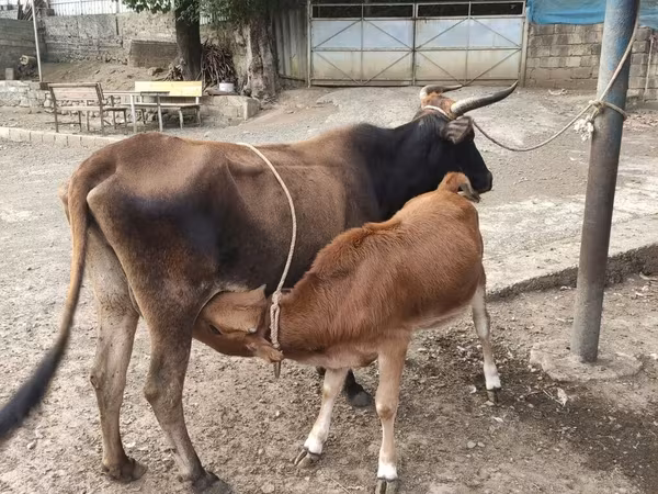 İnək, Vəhşi jak — Azərbaycan