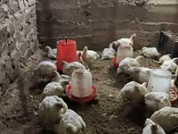 Տնական Բրոլեռ հավեր — foto 4