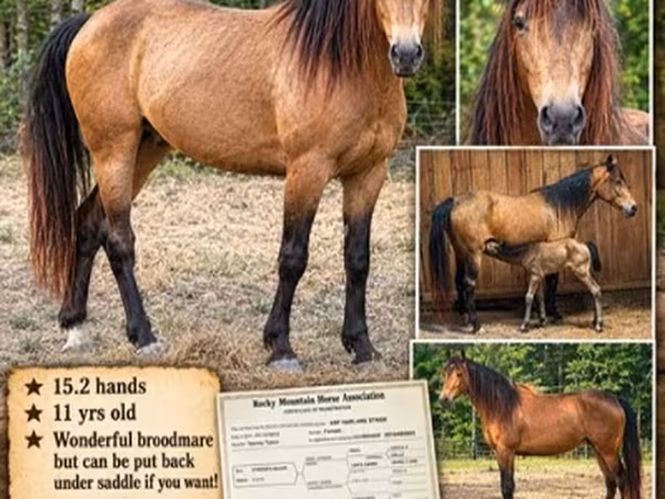 Mare, Black Sea breed