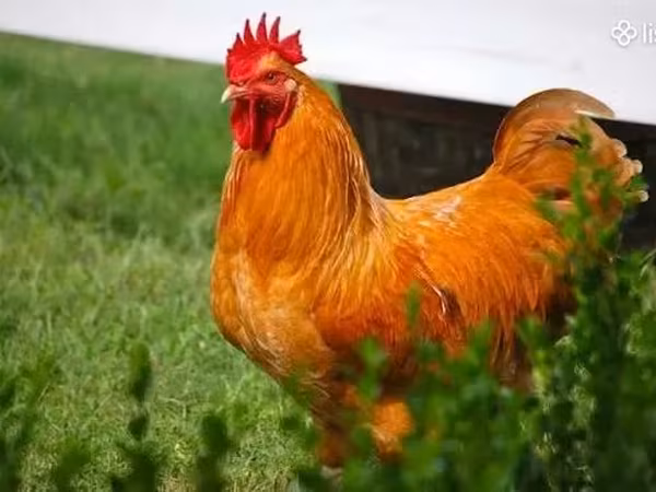 Chickens — أرمينيا