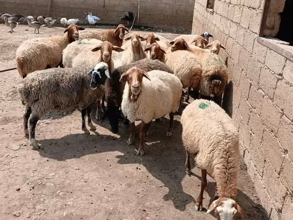Qoyun, Qoyunlar — Azərbaycan